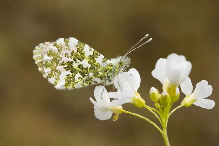 Framed Print : Orange Tip male (Anthocharis cardamines) resting on a Cuckoo Flower (Cardamine pratensis) Framed Print : Orange Tip male (Anthocharis cardamines) resting on a Cuckoo Flower (Cardamine pratensis)