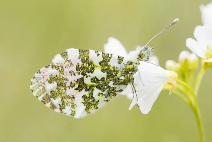 Framed Print : Orange Tip male (Anthocharis cardamines) resting on a Cuckoo Flower (Cardamine pratensis) Framed Print : Orange Tip male (Anthocharis cardamines) resting on a Cuckoo Flower (Cardamine pratensis)