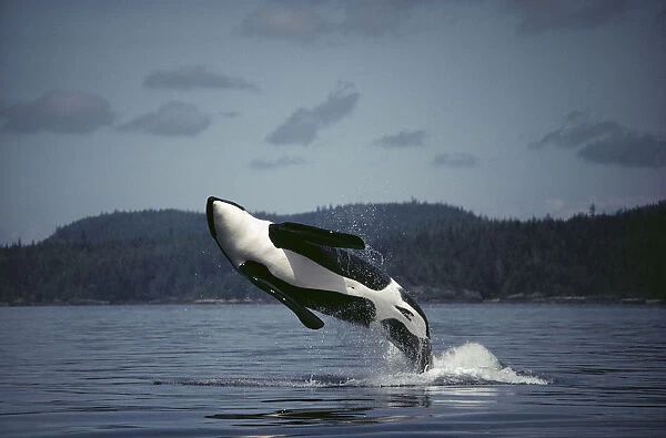 Orca (Orcinus orca) male breaching, Johnstone Strait, British Columbia, Canada