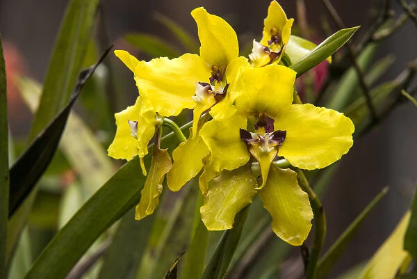 Orchid (Cyrtochilum macranthum) flowers, Cayambe Coca Ecological Reserve, Ecuador