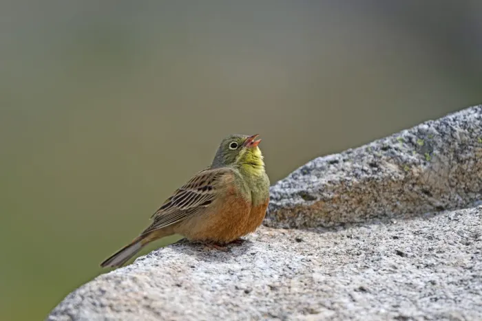 Framed Print : Ortolan Bunting (Emberiza hortulana) male singing from a rock, Sierra de Gredos, Avila Framed Print : Ortolan Bunting (Emberiza hortulana) male singing from a rock, Sierra de Gredos, Avila