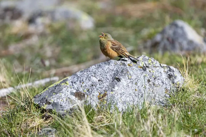 Framed Print : Ortolan Bunting (Emberiza hortulana) male singing on top of a rock, Sierra de Gredos