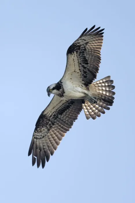 Framed Print : Osprey (Pandion Haliaetus) searching for fish, Kampen, Overijssel, the Netherlands Framed Print : Osprey (Pandion Haliaetus) searching for fish, Kampen, Overijssel, the Netherlands