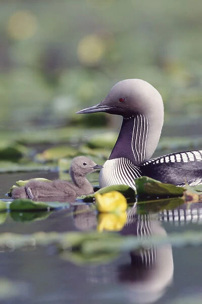 Pacific Loon (Gavia pacifica) parent and chick swimming among water lilies, North America