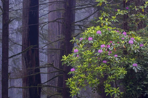 Pacific Rhododendron (Rhododendron macrophyllum) flowering in old growth Coast Redwood