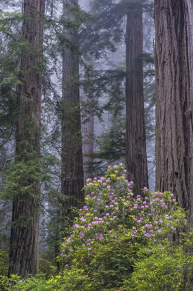 Pacific Rhododendron (Rhododendron macrophyllum) flowering in old growth Coast Redwood