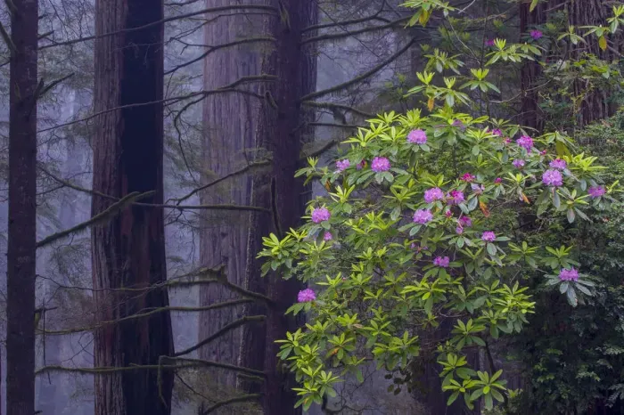 Framed Print : Pacific Rhododendron (Rhododendron macrophyllum) flowering in old growth Coast Redwood Framed Print : Pacific Rhododendron (Rhododendron macrophyllum) flowering in old growth Coast Redwood