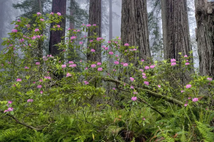 Framed Print : Pacific Rhododendron (Rhododendron macrophyllum) flowering in old growth Coast Redwood Framed Print : Pacific Rhododendron (Rhododendron macrophyllum) flowering in old growth Coast Redwood