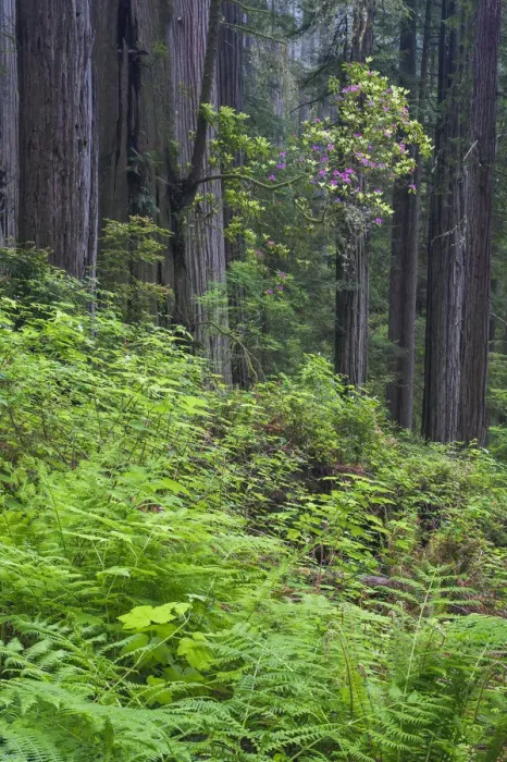 Framed Print : Pacific Rhododendron (Rhododendron macrophyllum) flowering in old growth Coast Redwood Framed Print : Pacific Rhododendron (Rhododendron macrophyllum) flowering in old growth Coast Redwood