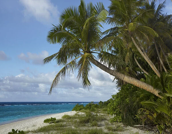 Palm trees on Ritidian Beach, Guam