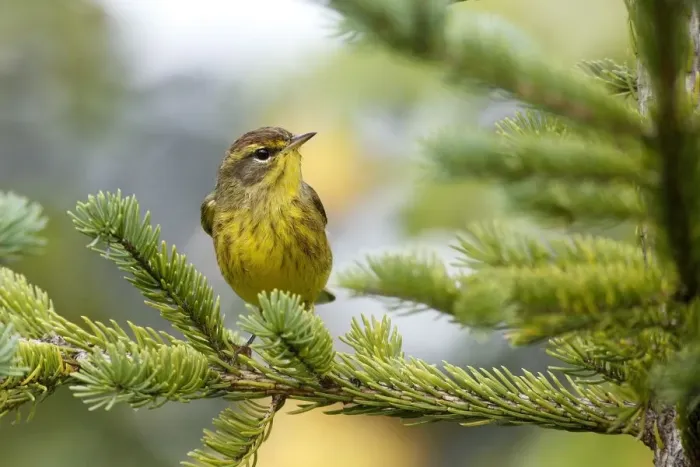 Framed Print : Palm Warbler (Setophaga palmarum) male, Canada Framed Print : Palm Warbler (Setophaga palmarum) male, Canada
