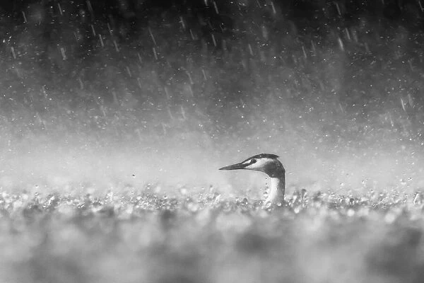 Panicking Great Crested Grebe (Podiceps cristatus) adult on the water in heavy rainstorm, desperately trying to locate its young, Noord-Brabant, The Netherlands - Winner in the Black-and-White category of the Groene Camera 2022 photo contest