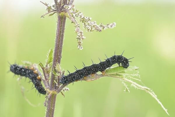 Peacock Butterfly (Aglais io) caterpillar perching on a Common Nettle (Urtica dioica), Zalkerbos, Overijssel, The Netherlands