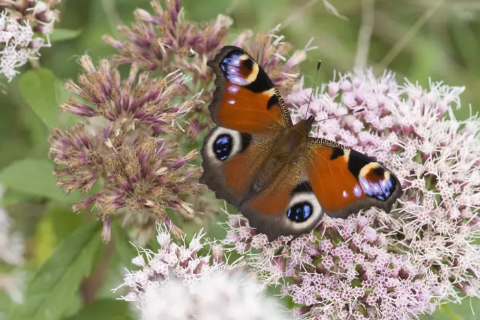 Framed Print : Peacock Butterfly (Inachis io) feeding on nectar from Hemp Agrimony Framed Print : Peacock Butterfly (Inachis io) feeding on nectar from Hemp Agrimony