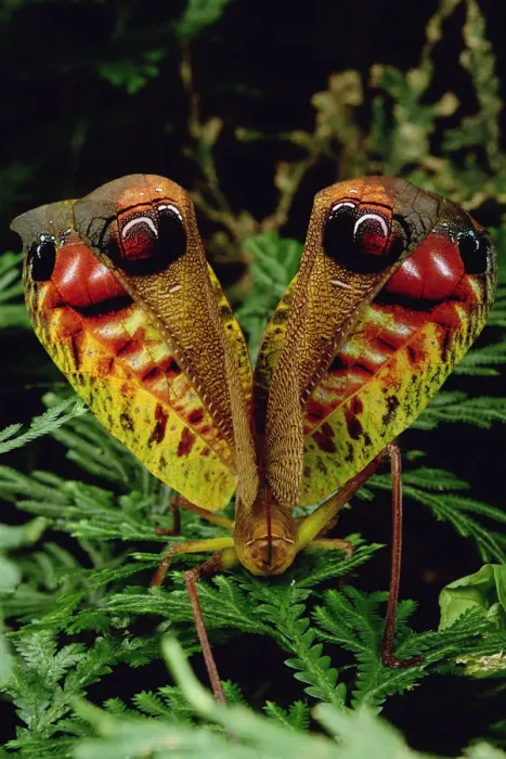 Framed Print : Peacock Katydid (Pterochroza ocellata) flashing false eye spots in defensive posture Framed Print : Peacock Katydid (Pterochroza ocellata) flashing false eye spots in defensive posture