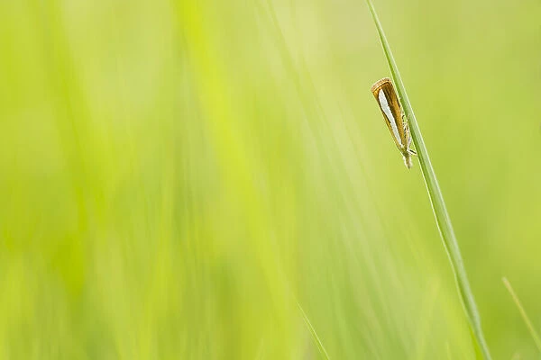 Pearl-band Grass Veneer (Catoptria margaritella) resting on blade of grass, Boswachterij Ruurlo, Gelderland, The Netherlands