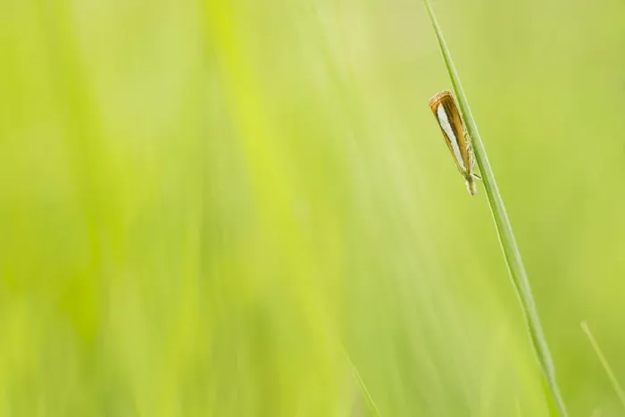 Framed Print : Pearl-band Grass Veneer (Catoptria margaritella) resting on blade of grass, Boswachterij Ruurlo, Gelderland, The Netherlands Framed Print : Pearl-band Grass Veneer (Catoptria margaritella) resting on blade of grass, Boswachterij Ruurlo, Gelderland, The Netherlands