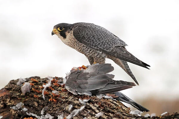 Peregrine Falcon (Falco peregrinus) male, Baden-Wuerttemberg, Germany