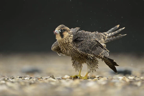 Peregrine Falcon (Falco peregrinus) young male, North Rhine-Westphalia, Germany