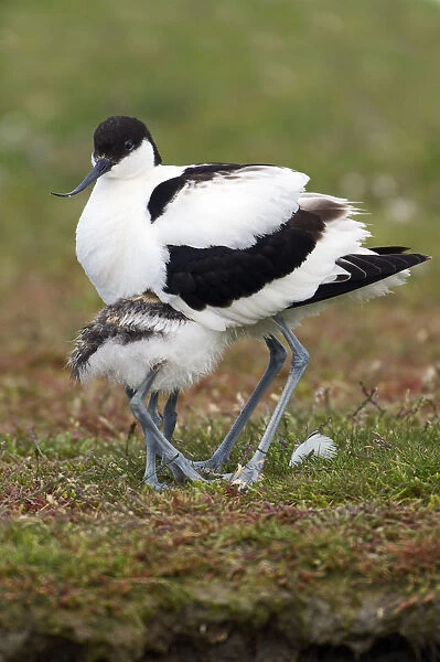Pied Avocet (Recurvirostra avosetta) chick hiding underneath parent, Texel, Noord-Holland