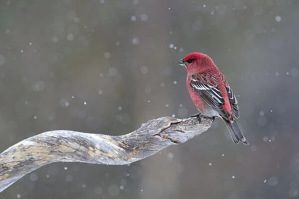 Pine Grosbeak (Pinicola enucleator) male perched on branch in the snow, Finland