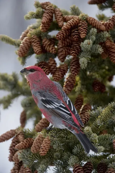 Framed Print : Pine Grosbeak (Pinicola enucleator), Alaska Framed Print : Pine Grosbeak (Pinicola enucleator), Alaska