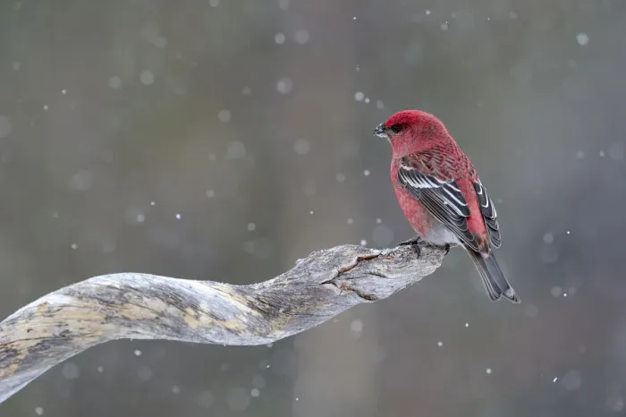 Framed Print : Pine Grosbeak (Pinicola enucleator) male perched on branch in the snow, Finland Framed Print : Pine Grosbeak (Pinicola enucleator) male perched on branch in the snow, Finland