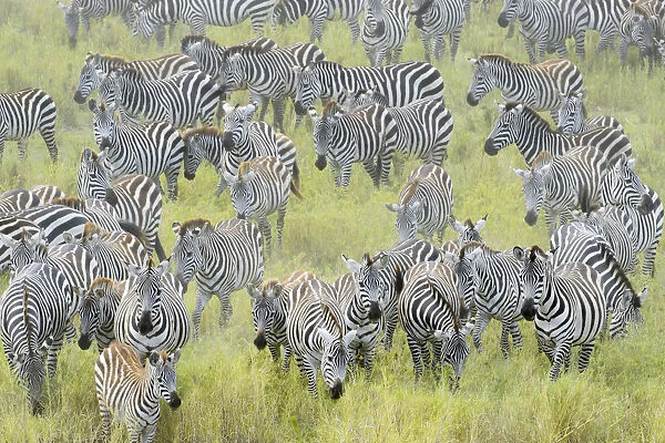 Plains Zebra (Equus burchellii) during migration, Serengeti national park, Tanzania