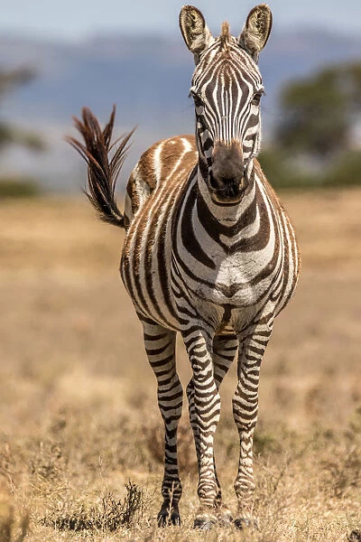 Plains Zebra (Equus quagga) adult female flicking tail while standing in midday sun