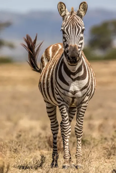 Framed Print : Plains Zebra (Equus quagga) adult female flicking tail while standing in midday sun Framed Print : Plains Zebra (Equus quagga) adult female flicking tail while standing in midday sun