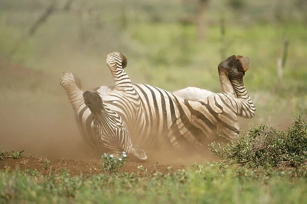 Plains Zebra (Equus quagga) adult rolling on back, taking a dust bath
