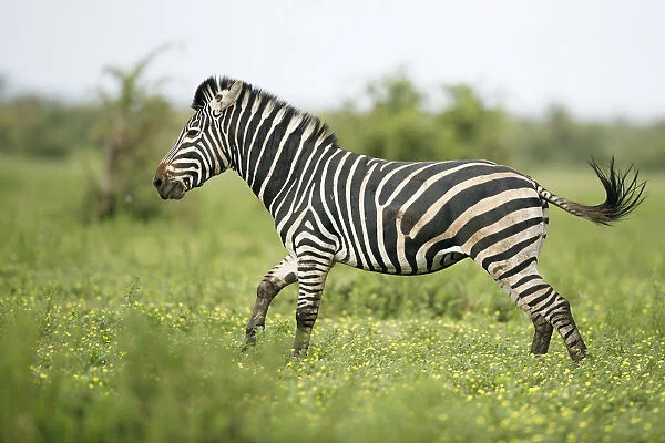 Plains Zebra (Equus quagga) adult running, Kruger National Park, Limpopo, South Africa
