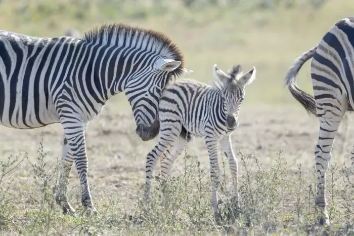 Framed Print : Plains Zebra (Equus quagga) foal being pushed to mother, Kruger National Park Framed Print : Plains Zebra (Equus quagga) foal being pushed to mother, Kruger National Park