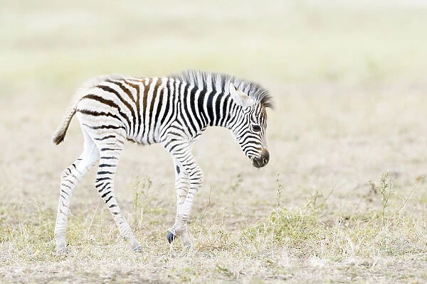 Plains zebra (Equus quagga) foal walking on savanna, Kruger National Park, South Africa