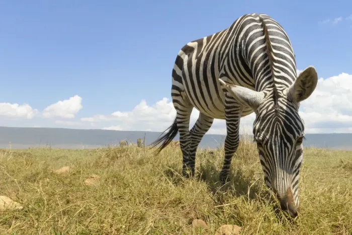 Framed Print : Plains Zebra (Equus quagga) grazing on the plain in the Ngorongor crate, Tanzania Framed Print : Plains Zebra (Equus quagga) grazing on the plain in the Ngorongor crate, Tanzania