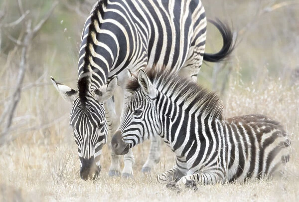 Plains Zebra (Equus quagga) juvenile and mother, Kruger national park, South Africa