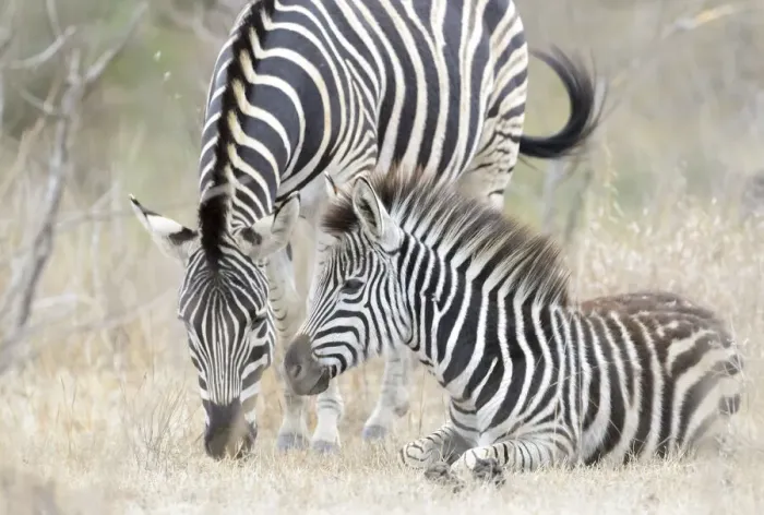 Framed Print : Plains Zebra (Equus quagga) juvenile and mother, Kruger national park, South Africa