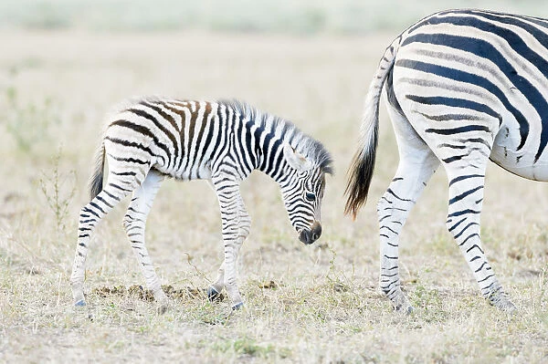 Plains zebra (Equus quagga) mother and child on savanna, Kruger National Park