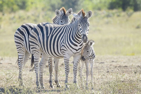 Plains Zebra (Equus quagga) mother and foal on savanna, Kruger National Park