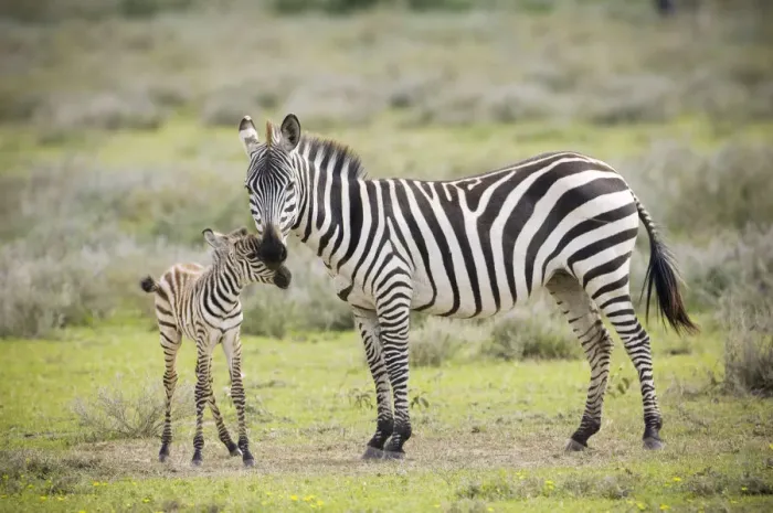 Framed Print : Plains Zebra (Equus quagga) with new born calf, Tanzania, Serengeti National Park Framed Print : Plains Zebra (Equus quagga) with new born calf, Tanzania, Serengeti National Park