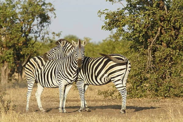 Plains Zebra (Equus quagga) pair, South Africa, Limpopo, Kruger National Park
