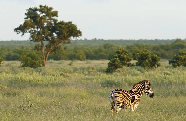 Plains Zebra (Equus quagga) standing in open grassland, South Africa, Limpopo
