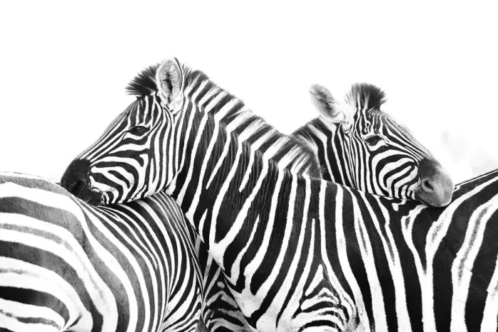 Framed Print : Two Plains Zebraaes (Equus quagga) are using each others backs to rest their heads Framed Print : Two Plains Zebraaes (Equus quagga) are using each others backs to rest their heads