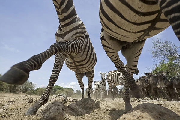 Plains Zebras (Equus quagga) running over rocky ground with Wildebeest