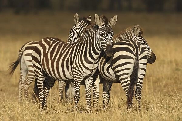 Plains Zebras (Equus quagga) standing close to each other in field, Kenya, Aytong