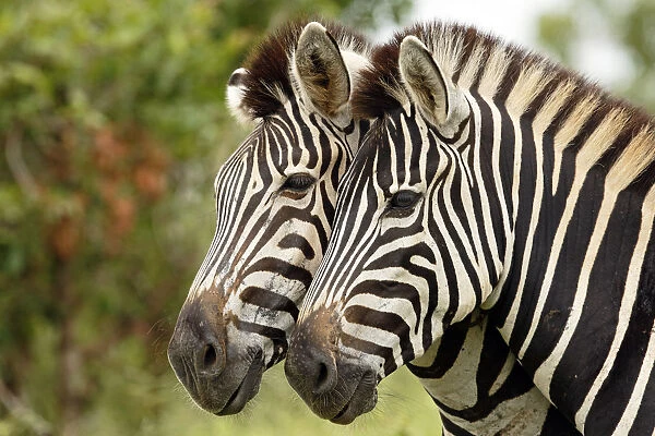 Two PlainsZebras (Equus quagga), Kruger National Park, Mpumalanga, South Africa