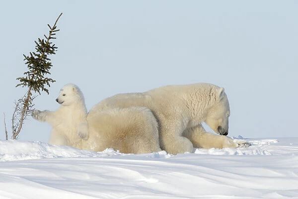 Polar bear mother (Ursus maritimus) with new born cub playing with tree, Wapusk National Park, Manitoba, Canada, Wapusk National Park, Manitoba, Canada