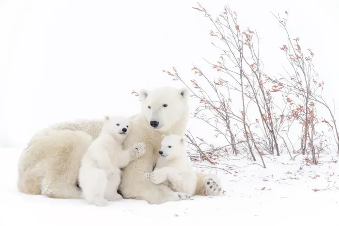 Framed Print : Polar bear mother (Ursus maritimus) lying down on tundra, with two new born cubs playing Framed Print : Polar bear mother (Ursus maritimus) lying down on tundra, with two new born cubs playing