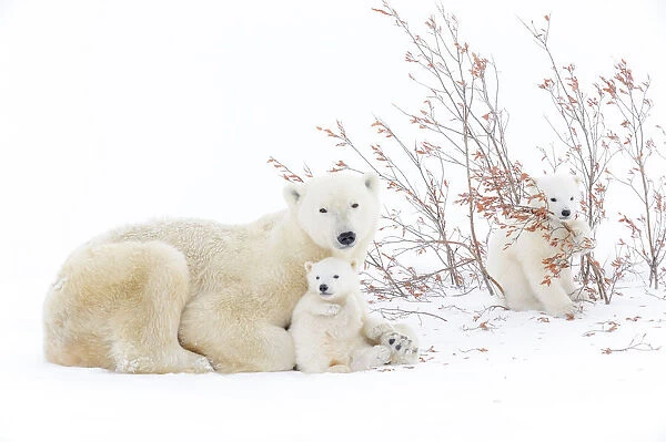 Polar bear mother (Ursus maritimus) lying down on tundra, with two new born cubs playing