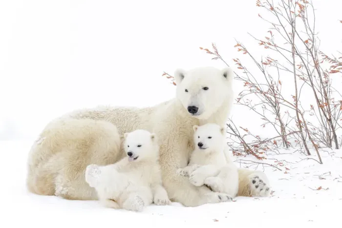 Framed Print : Polar Bear (Ursus maritimus) mother lying down on snow-covered tundra with two new born Framed Print : Polar Bear (Ursus maritimus) mother lying down on snow-covered tundra with two new born